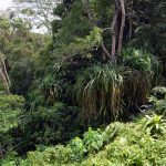 Rainforest Jungle on Penang Hill