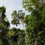 Rainforest Jungle on Penang Hill