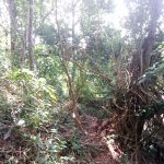 Jungle trail to main road