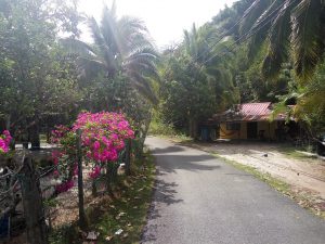 Around the village, Tuba island