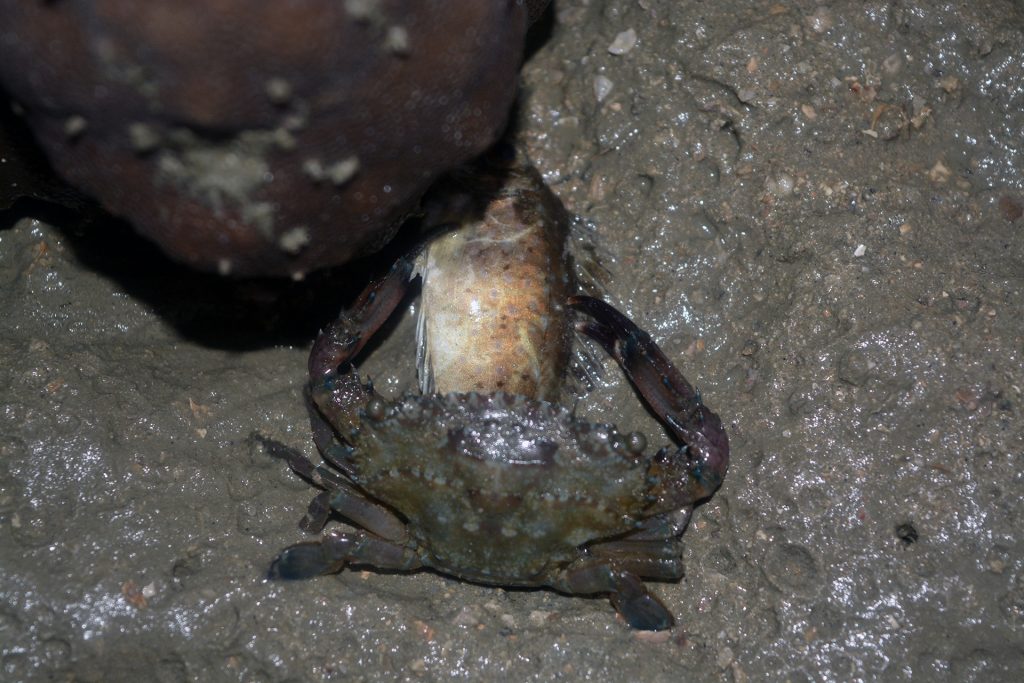 Crab having dinner. Or... interspecies copulation - Tuba Island